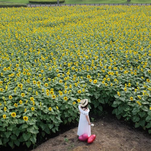 麦わら帽子の女性～ひまわり畑編～